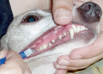 Dog Teeth Care