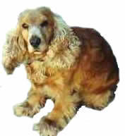 Spaniel