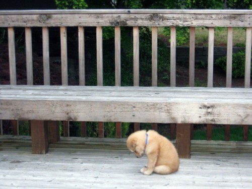 a puppy sits waiting