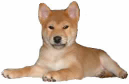 Shiba